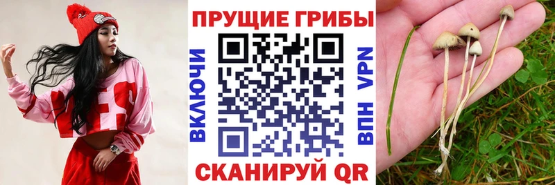 хочу Шилка Галлюциногенные грибы MAGIC MUSHROOMS